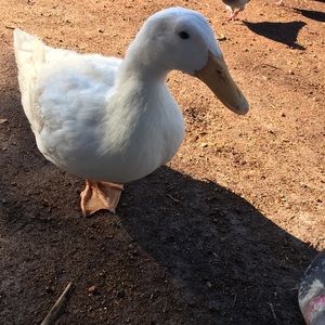 Meet your Posher, Bibiana